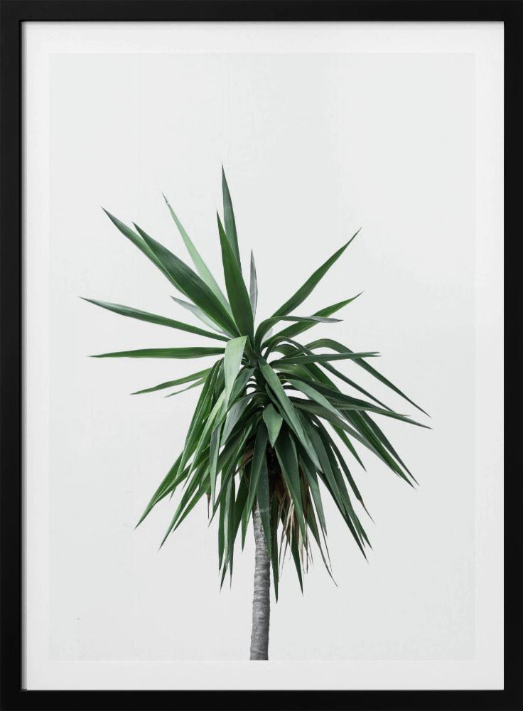 Palmbomen 11 | Poster