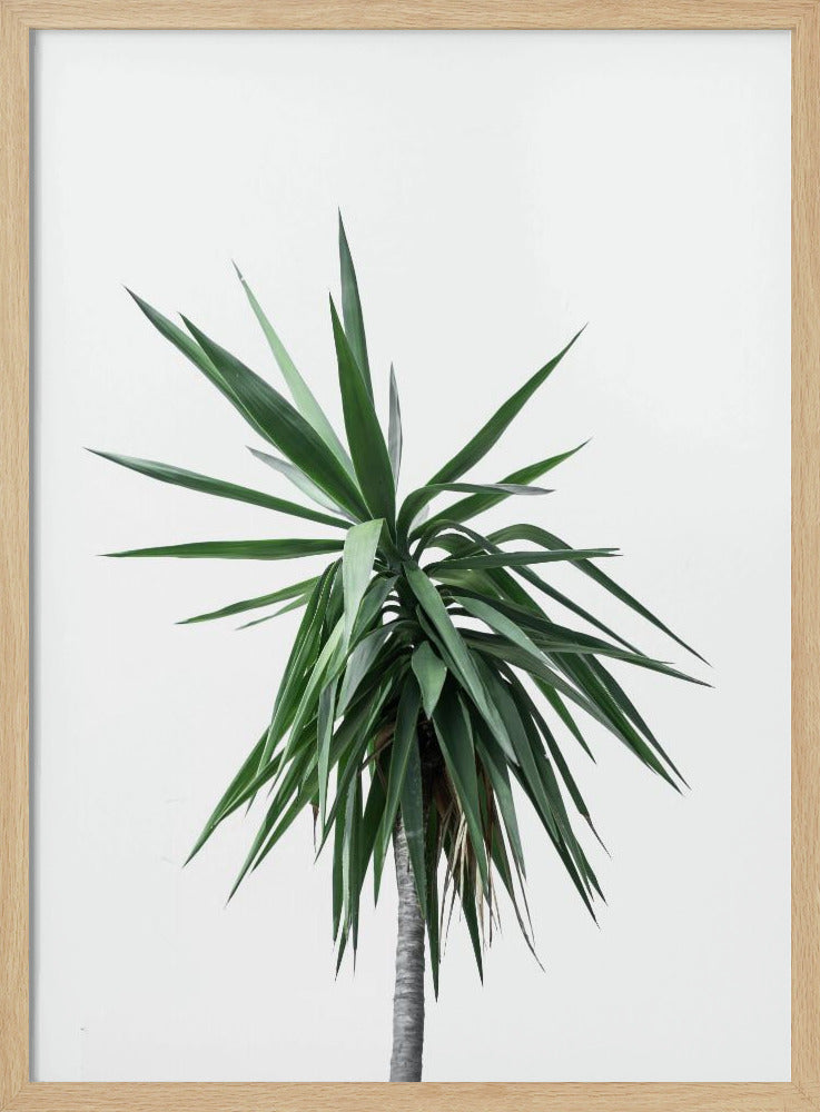 Palmbomen 11 | Poster