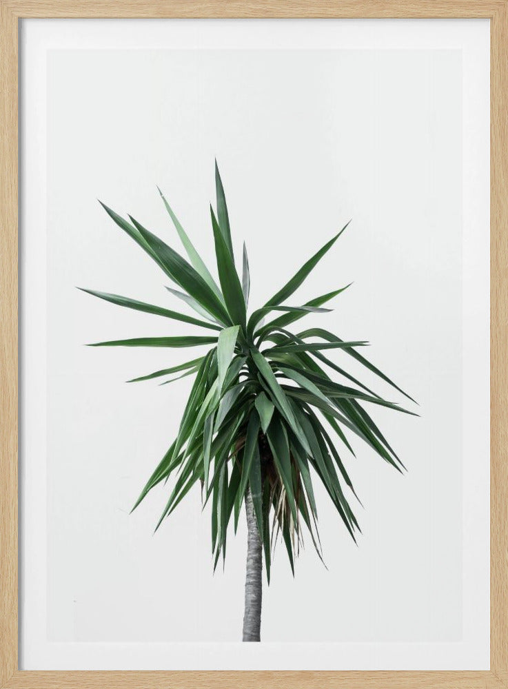 Palmbomen 11 | Poster