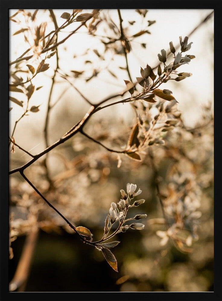 Laatste lente 4 | Poster