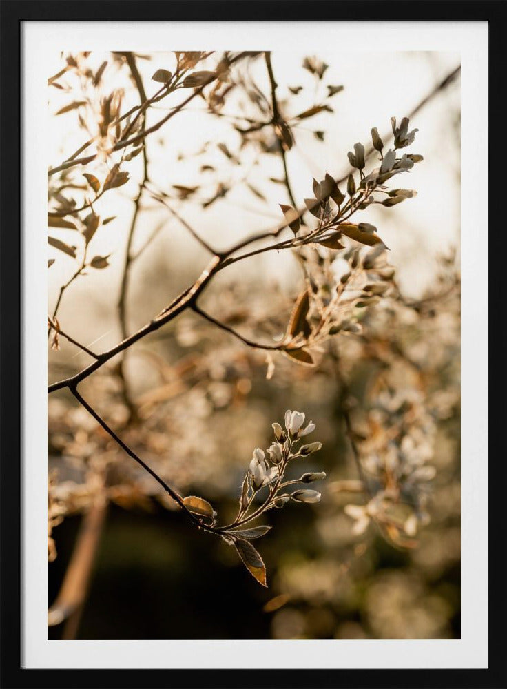 Laatste lente 4 | Poster