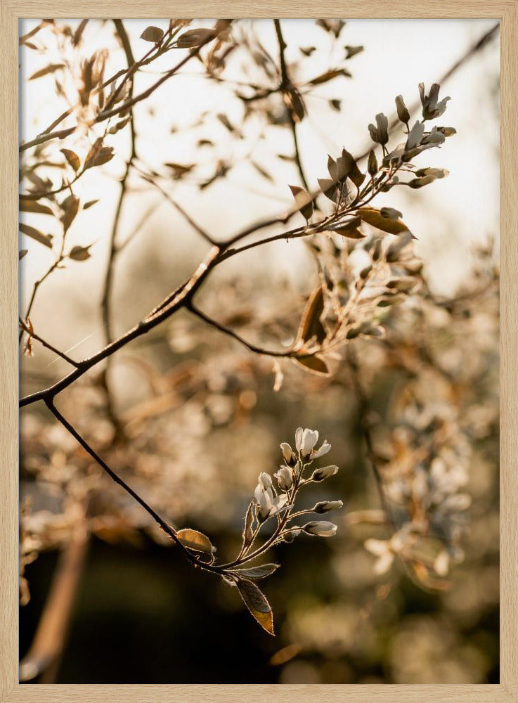 Laatste lente 4 | Poster