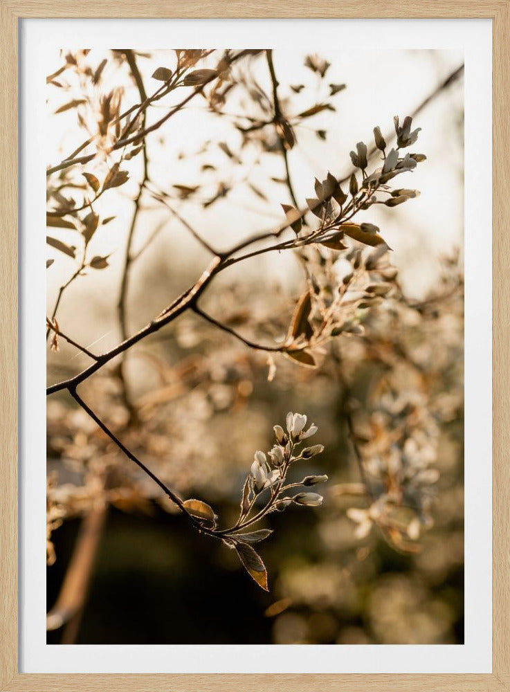 Laatste lente 4 | Poster