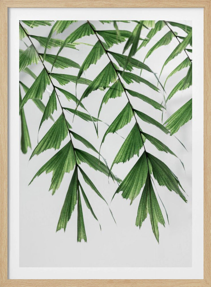 Zomertakken 3 | Poster