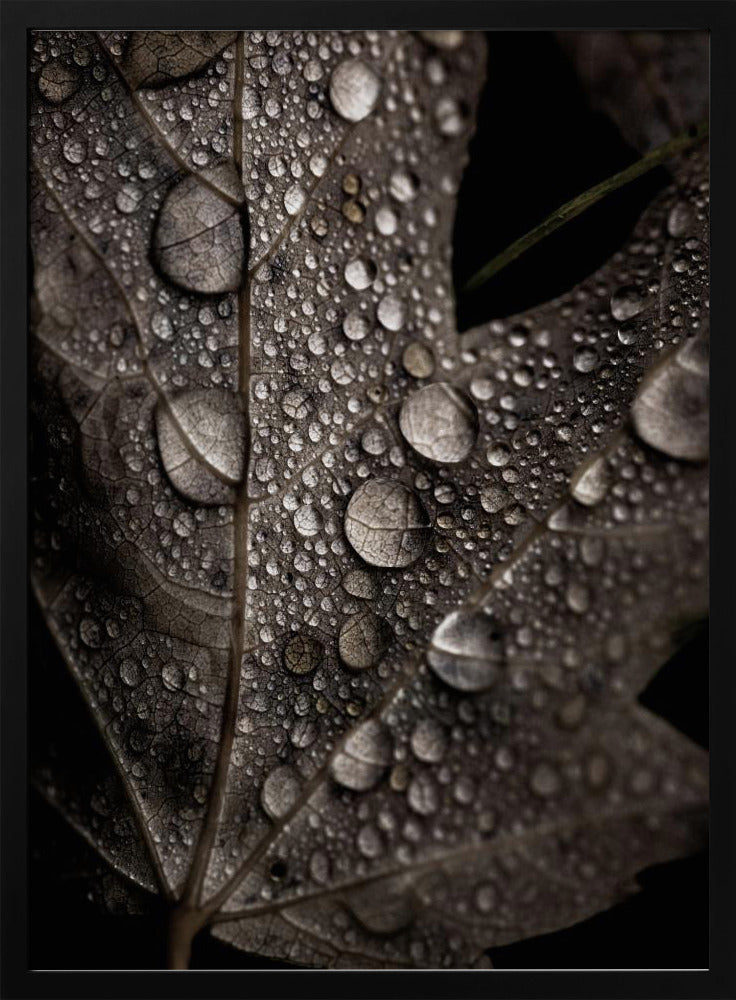 Regenachtige herfst | Poster