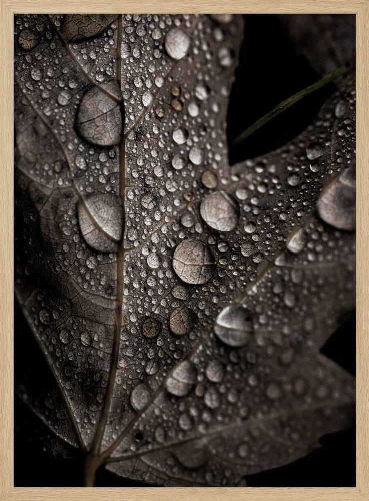 Regenachtige herfst | Poster