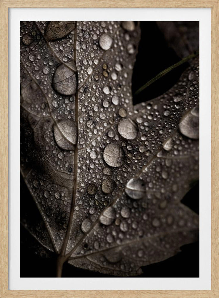 Regenachtige herfst | Poster