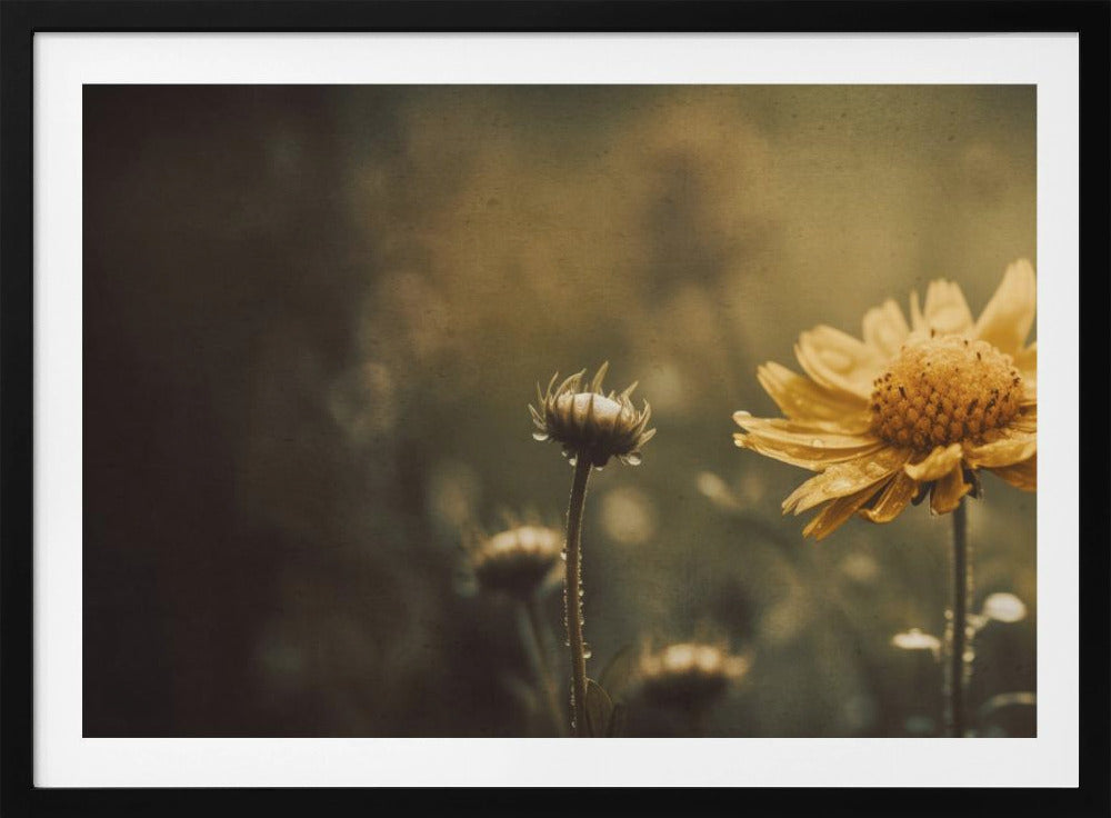 Gouden Fluister | Poster