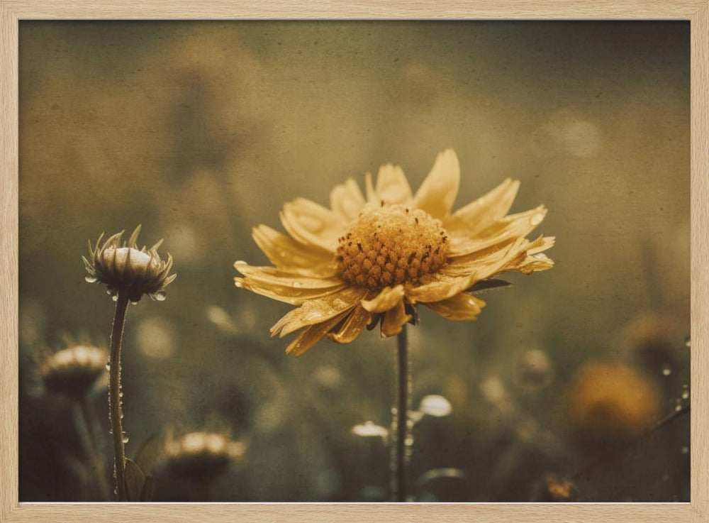 Gouden Fluister | Poster