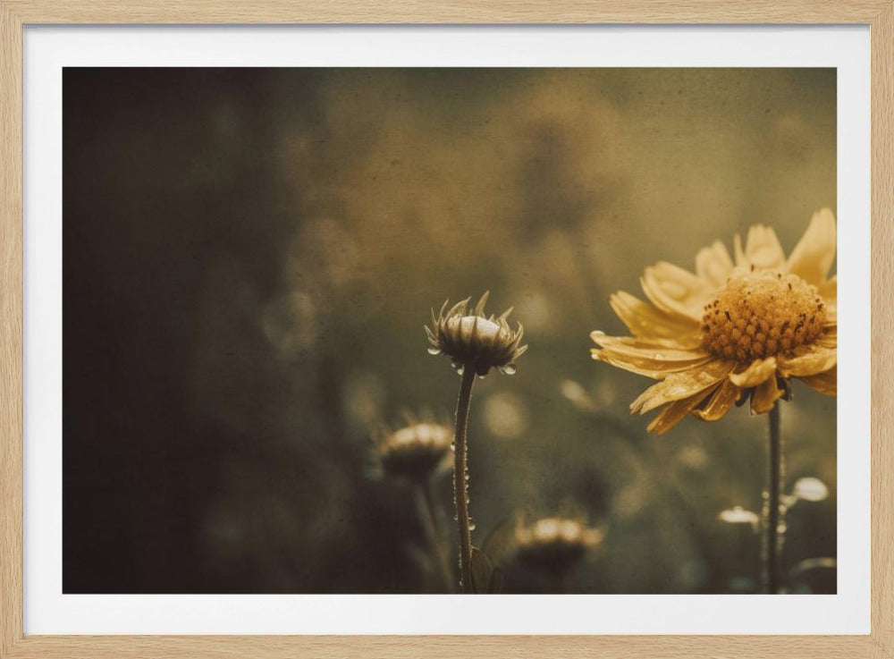 Gouden Fluister | Poster