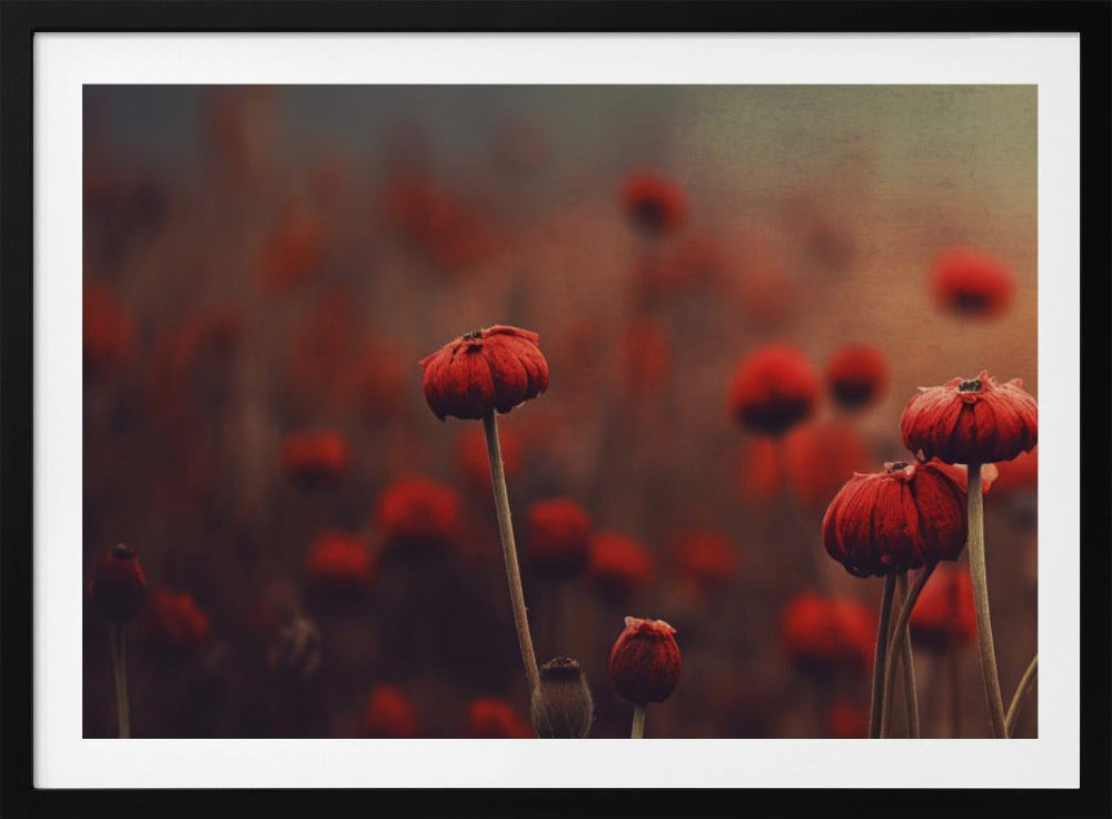 Poppy Dreams | Poster