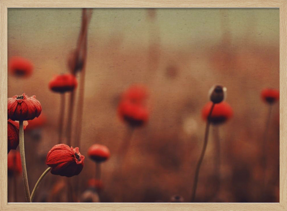 Poppy Dreams | Poster