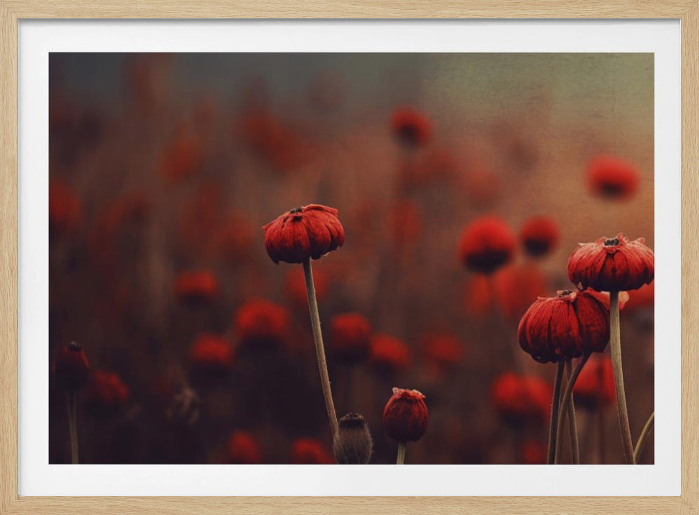Poppy Dreams | Poster