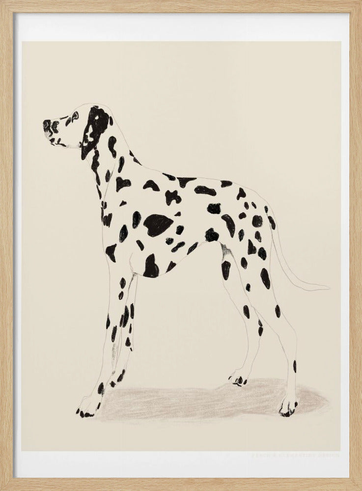 Pandc Dalmatiër | Poster