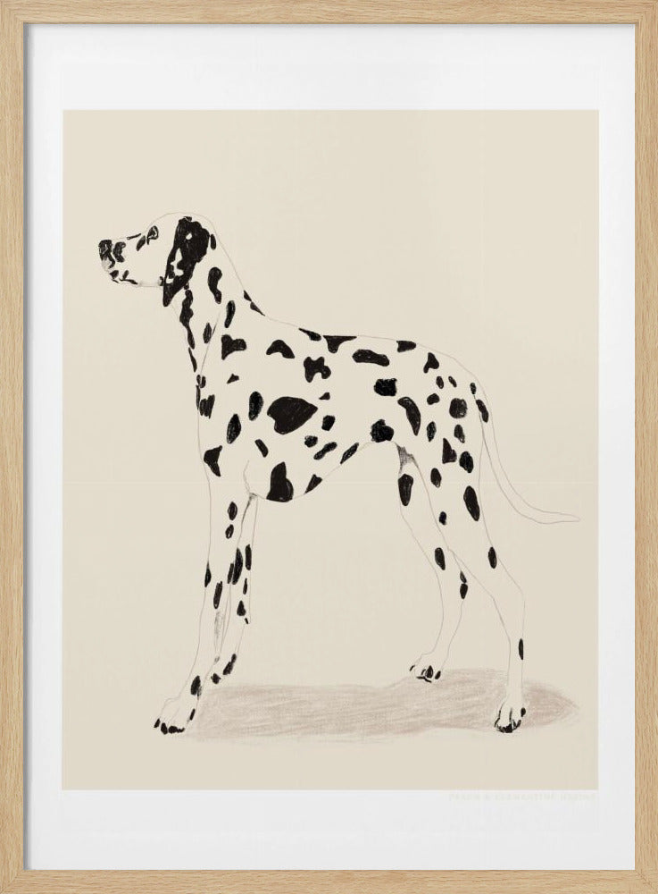 Pandc Dalmatiër | Poster