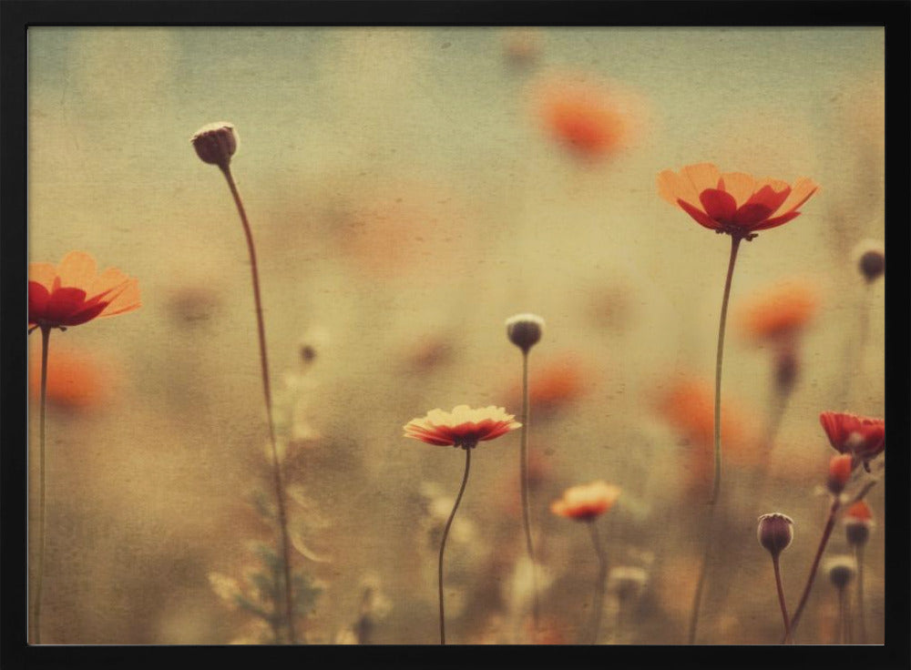 Whispering Poppies | Poster