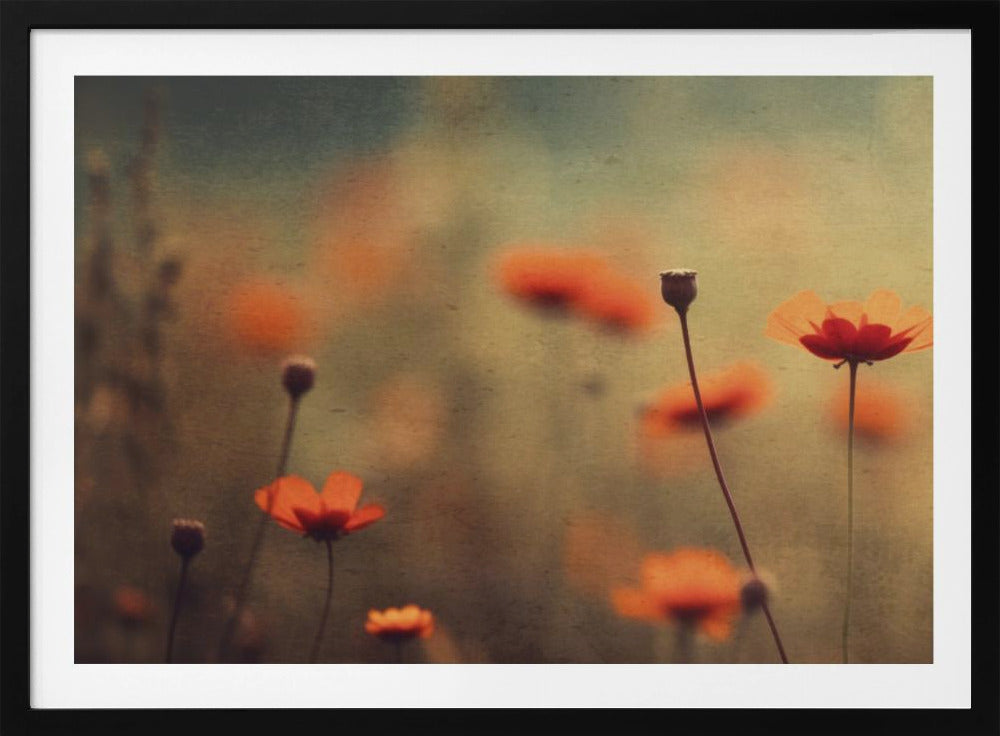Whispering Poppies | Poster