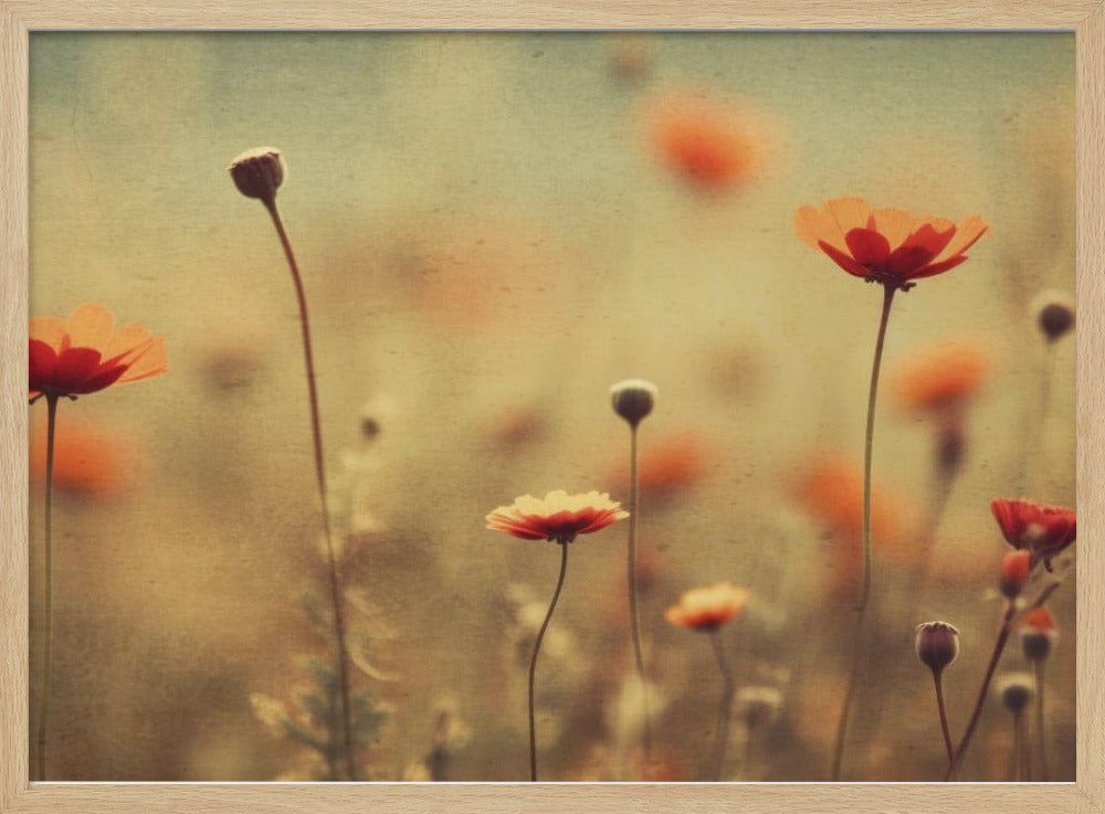 Whispering Poppies | Poster