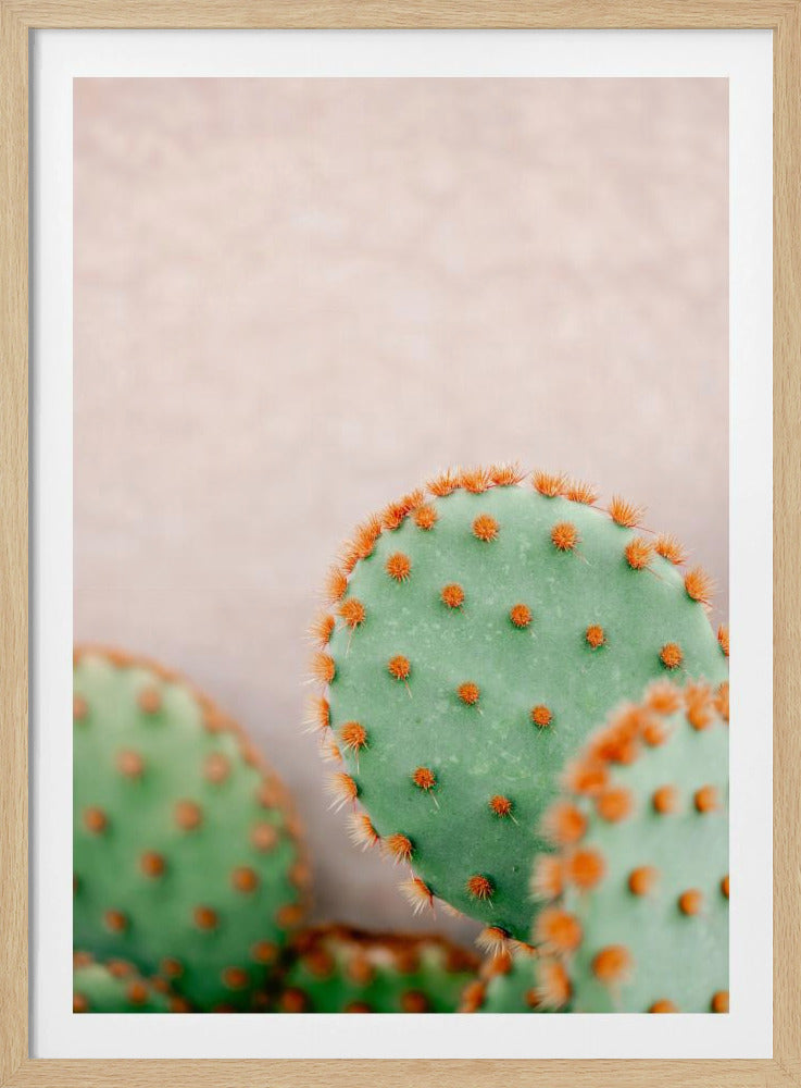 Cactussen Pasteltinten | Poster