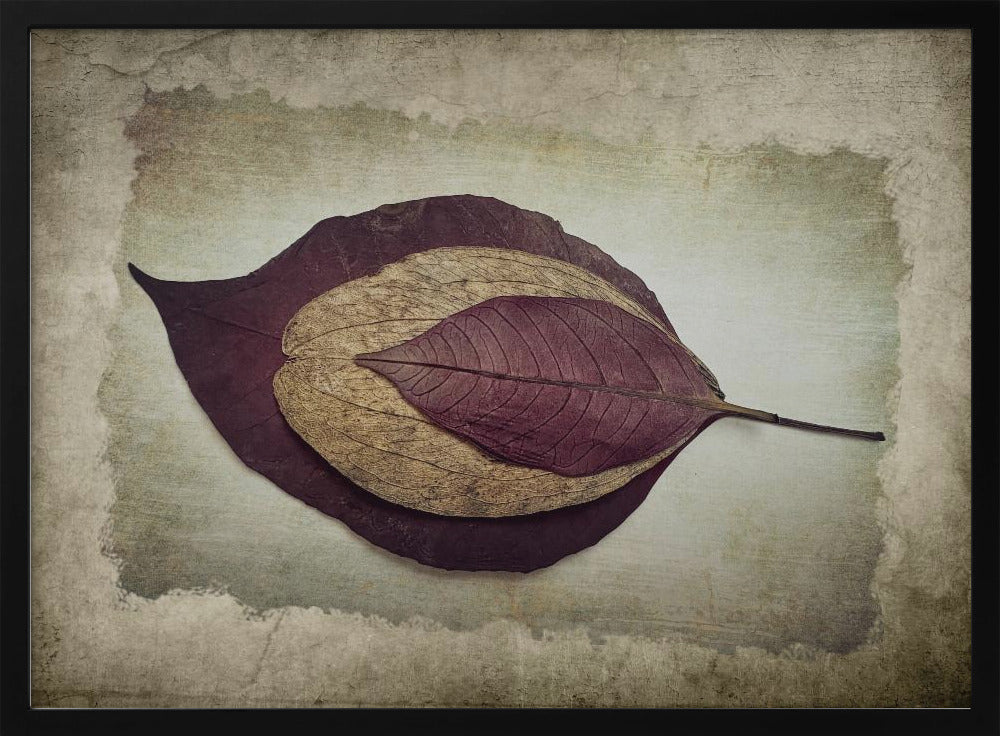 The Story of Nature | Poster