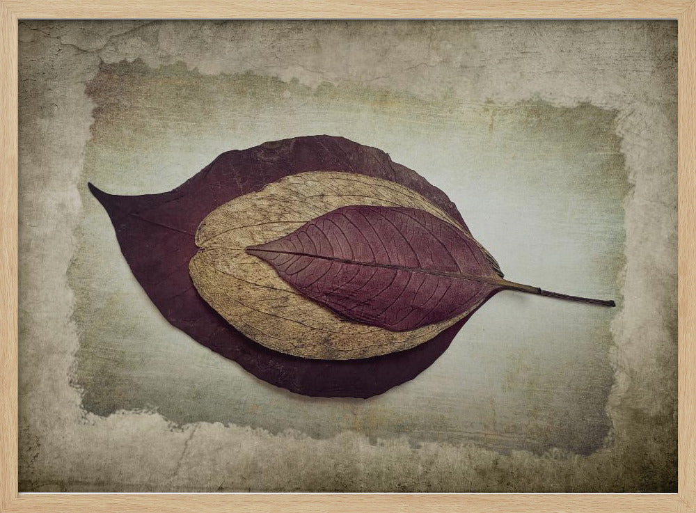 The Story of Nature | Poster