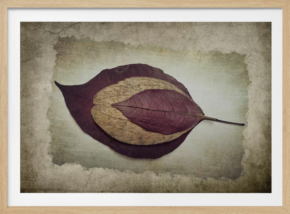 The Story of Nature | Poster