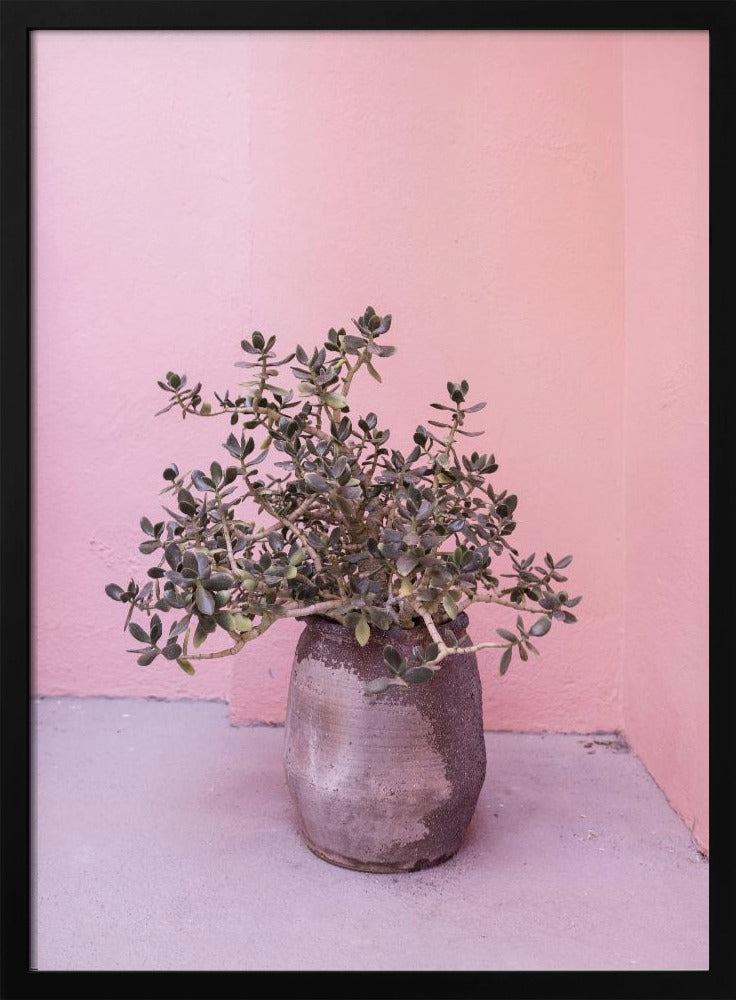 Spaanse rustieke succulent | Poster