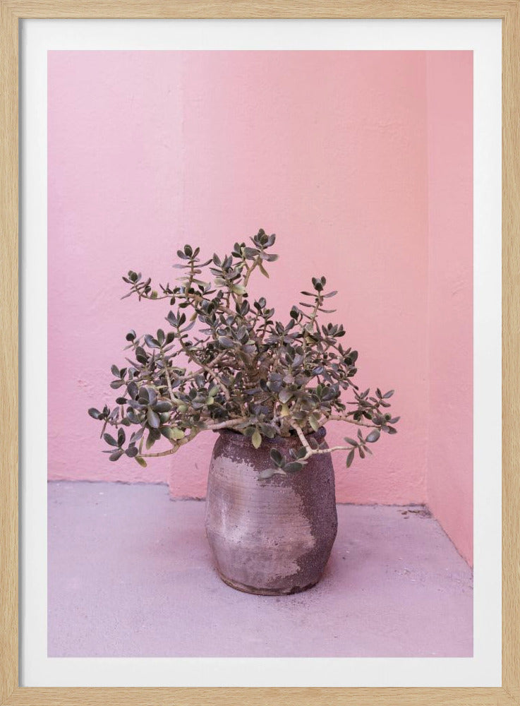 Spaanse rustieke succulent | Poster