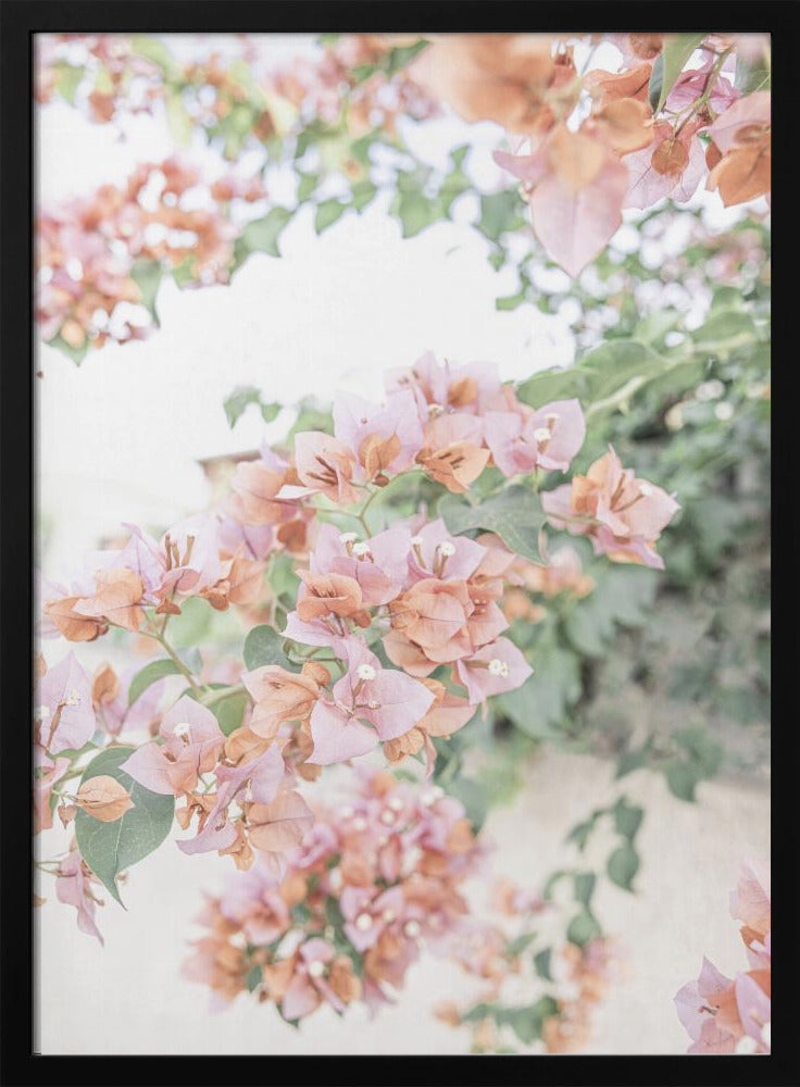 Perzik Bougainvillea | Poster