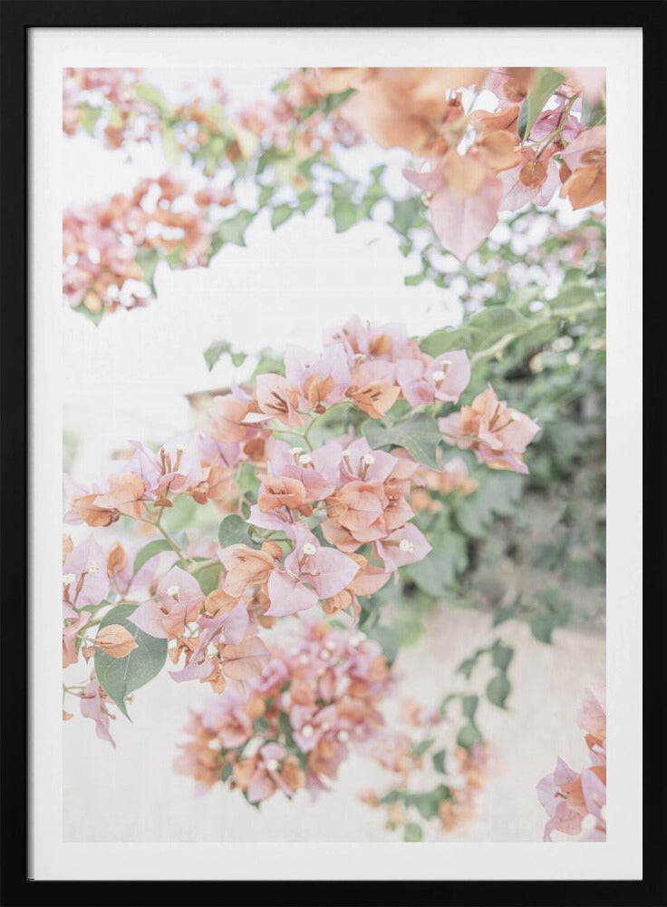 Perzik Bougainvillea | Poster