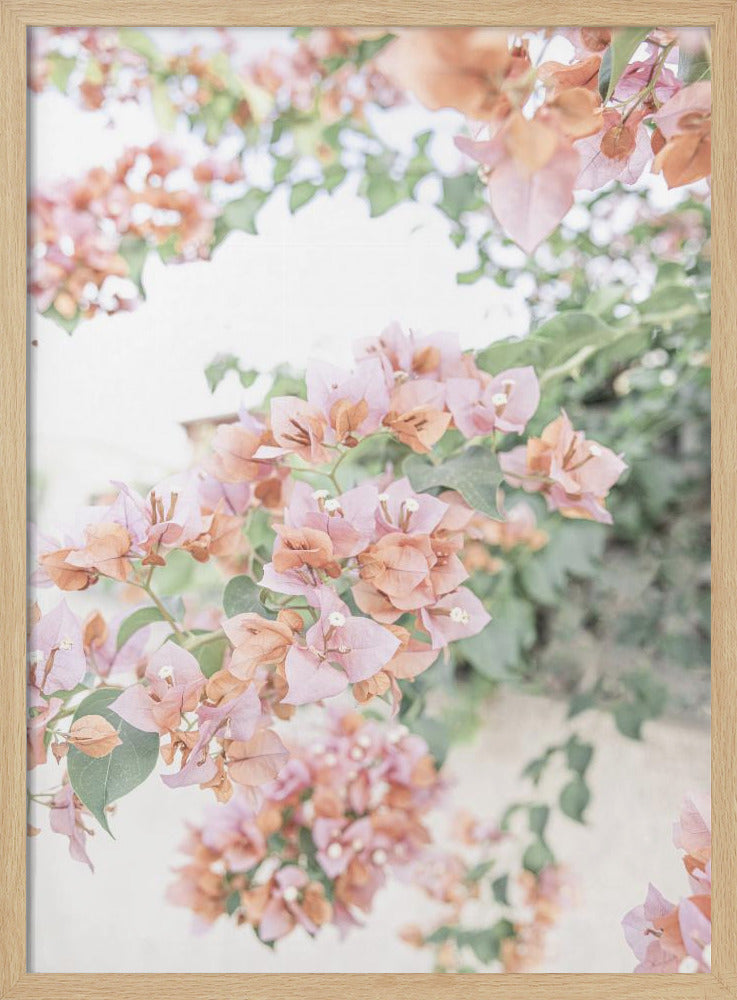 Perzik Bougainvillea | Poster
