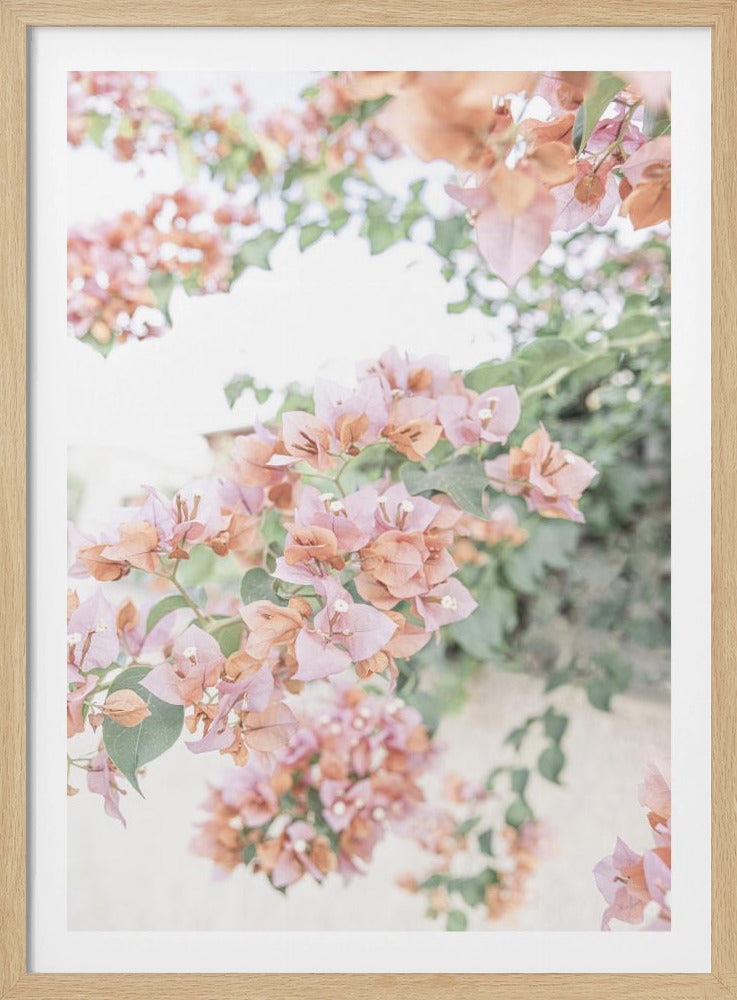 Perzik Bougainvillea | Poster
