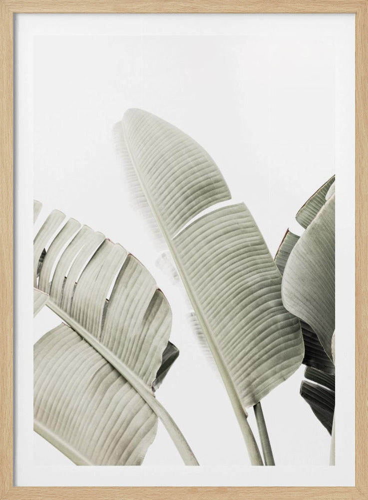 Bananenblad 1 | Poster