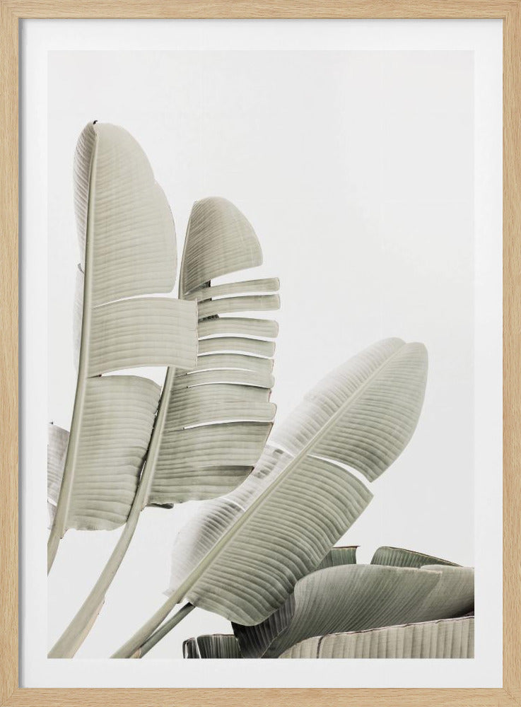 Bananenblad 2 | Poster