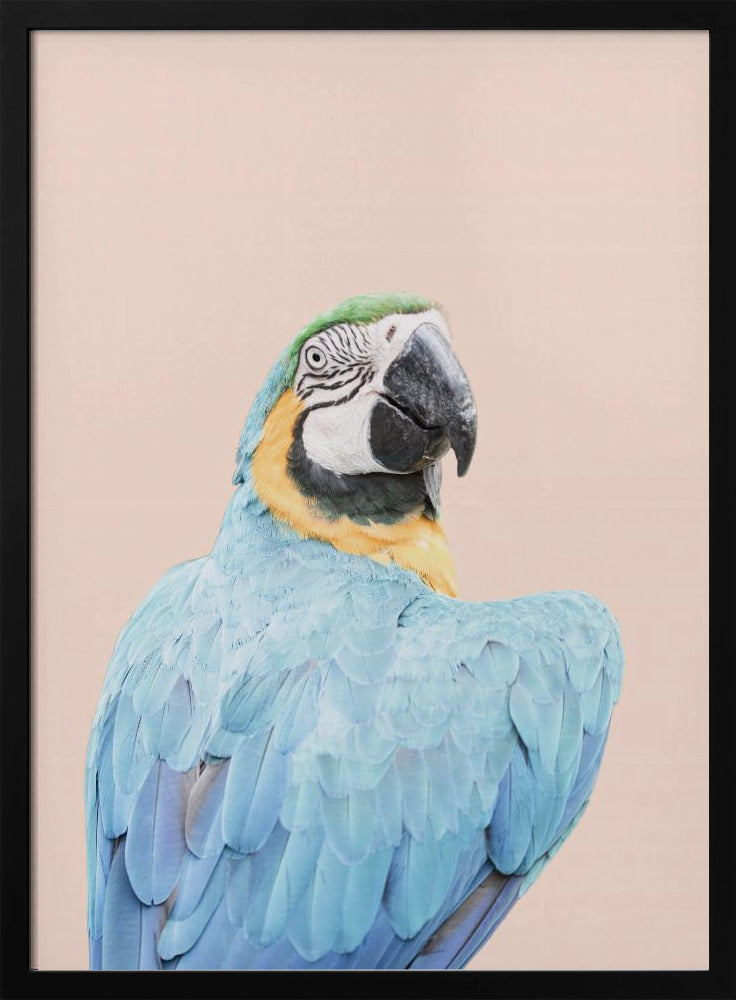 Blauwe Ara | Poster