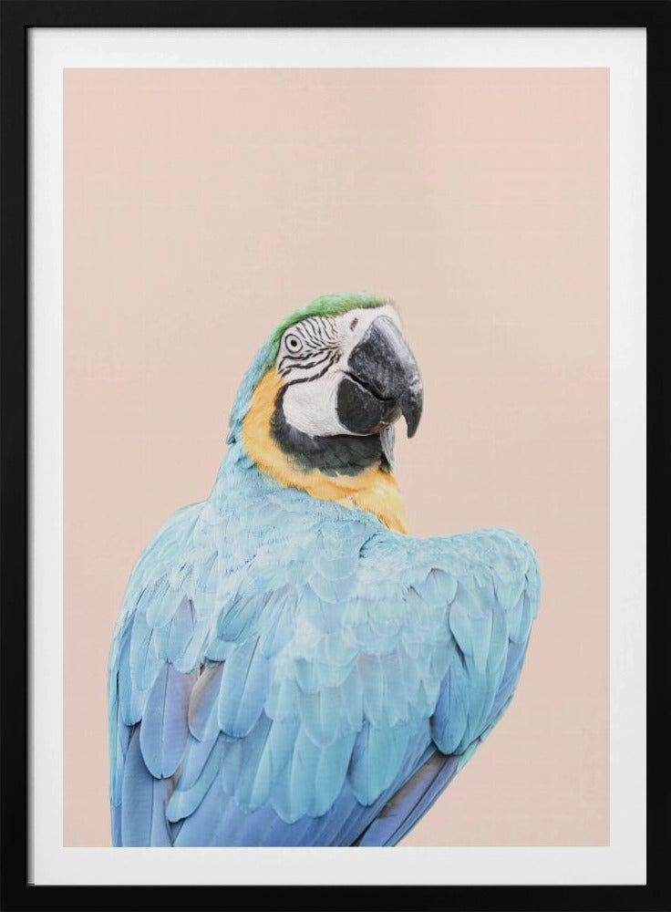 Blauwe Ara | Poster