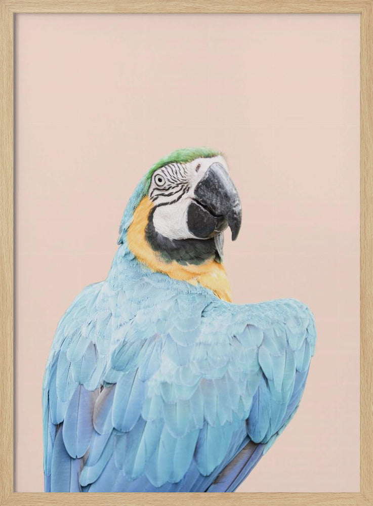 Blauwe Ara | Poster