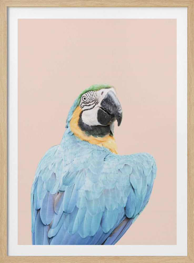 Blauwe Ara | Poster