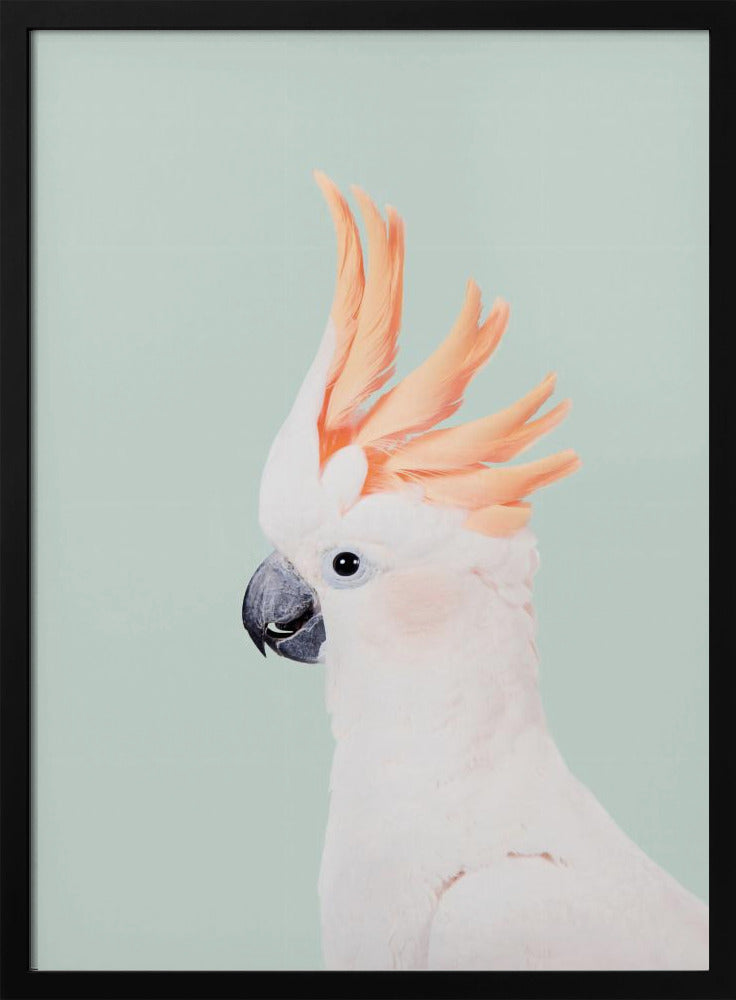 Kaketoe op munt | Poster