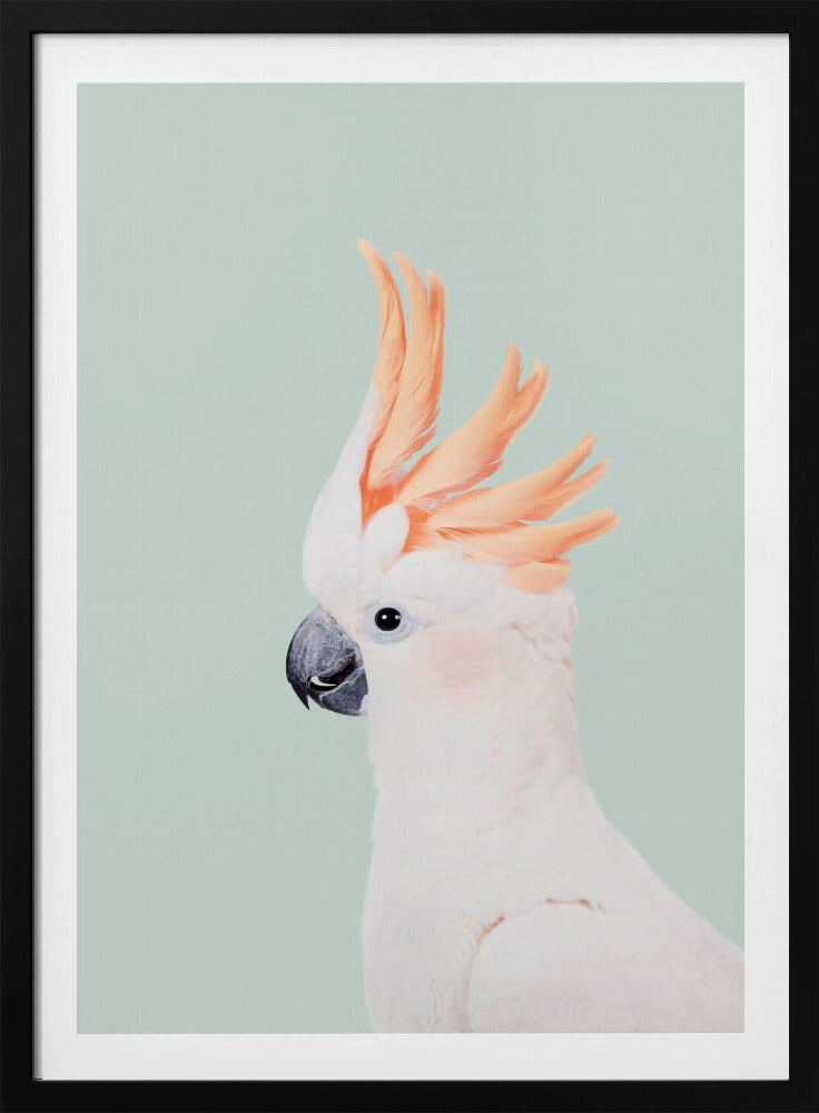 Kaketoe op munt | Poster