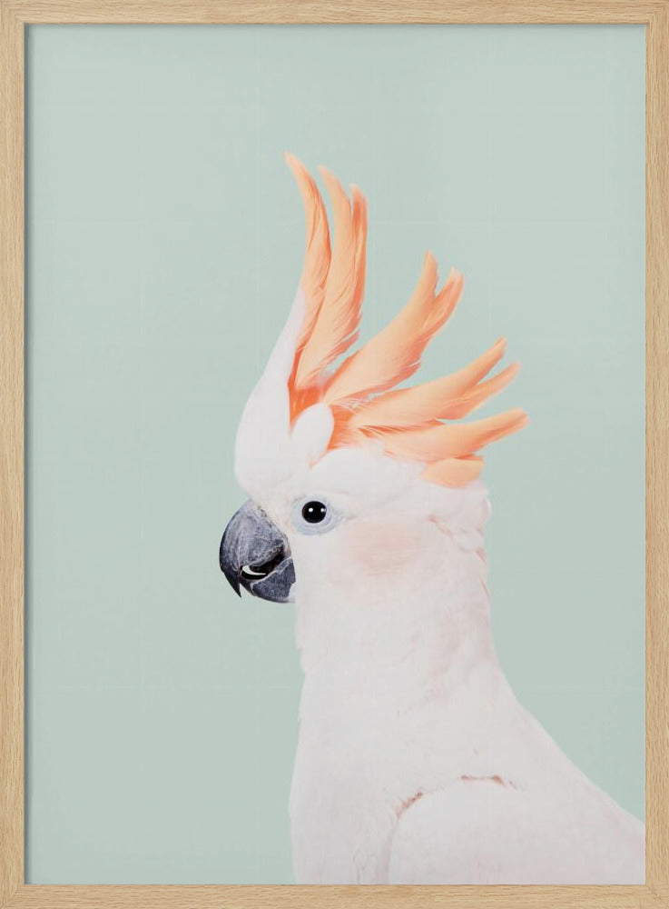 Kaketoe op munt | Poster