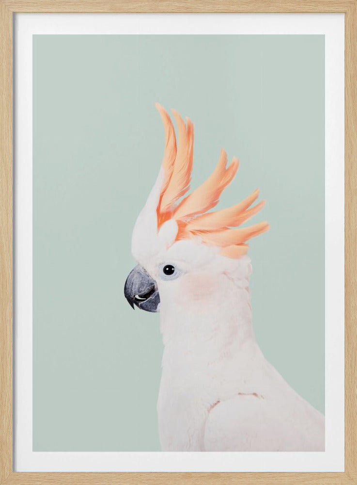 Kaketoe op munt | Poster