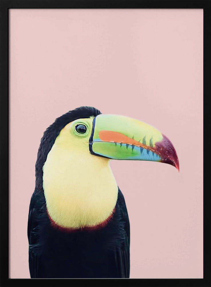Toekan op roze | Poster