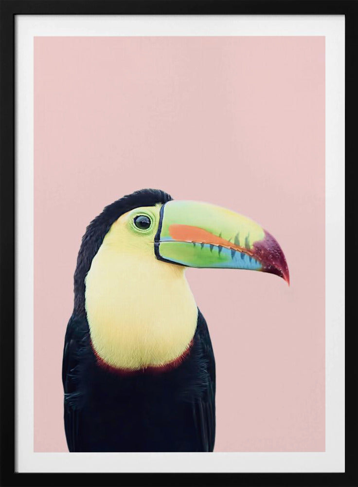 Toekan op roze | Poster