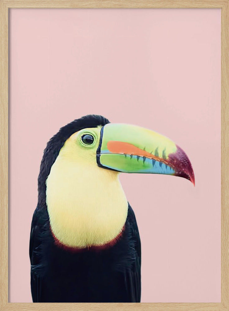 Toekan op roze | Poster