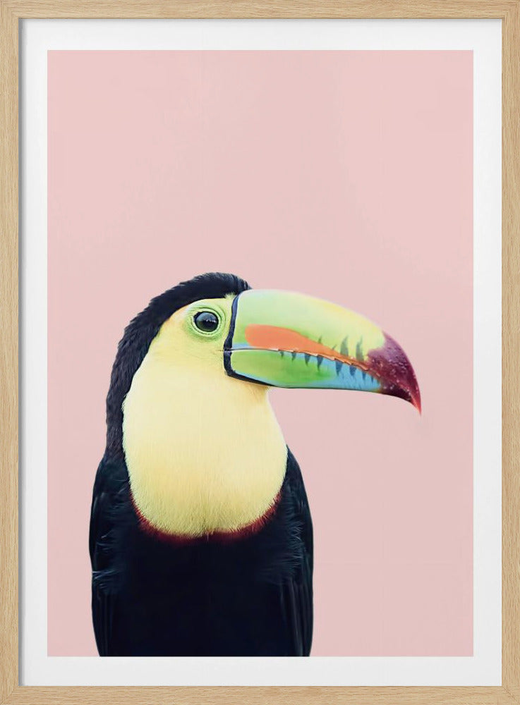 Toekan op roze | Poster