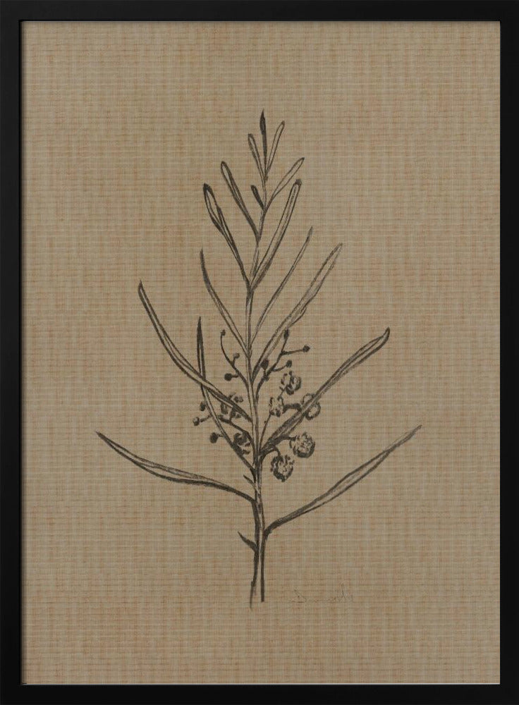 Blackwood Sapling | Poster