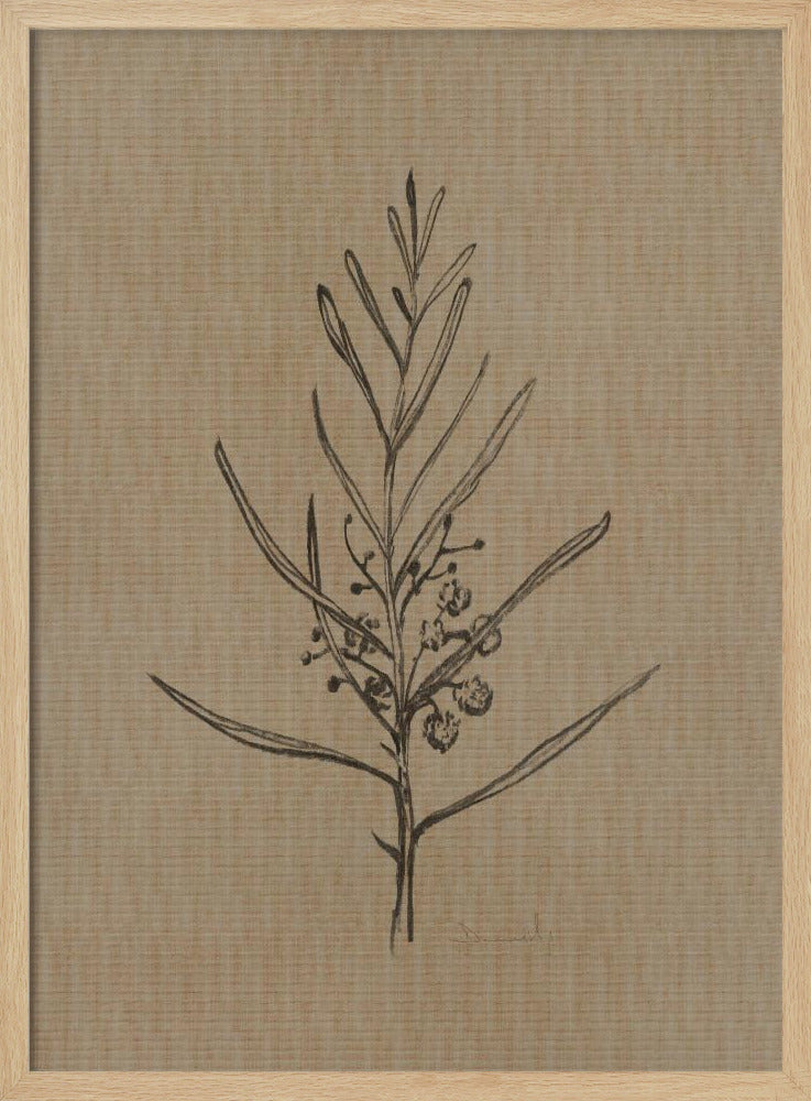 Blackwood Sapling | Poster