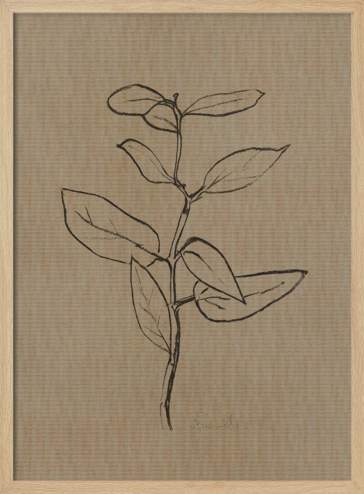 Eucalyptus Sapling | Poster