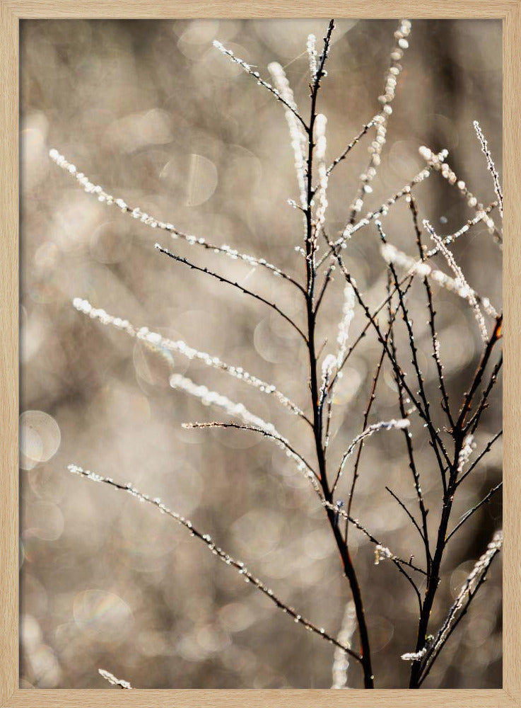 Een winterochtend 5 | Poster